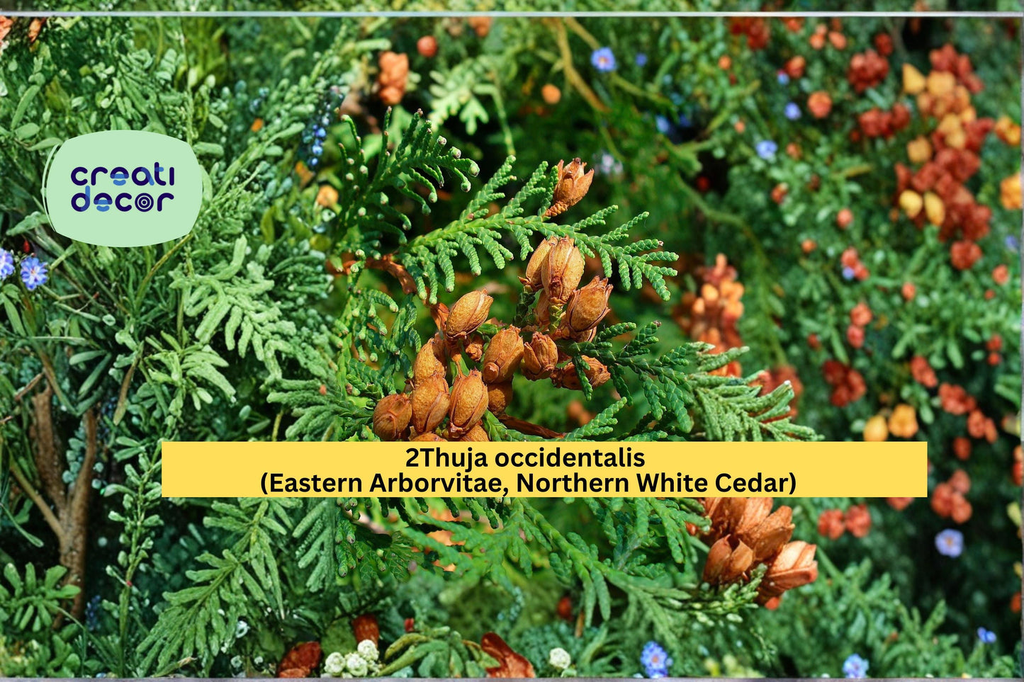 Thuja occidentalis Seeds Eastern Arborvitae Northern White Cedar 50 Count Evergreen Hedge Tree Seeds Landscape Plant