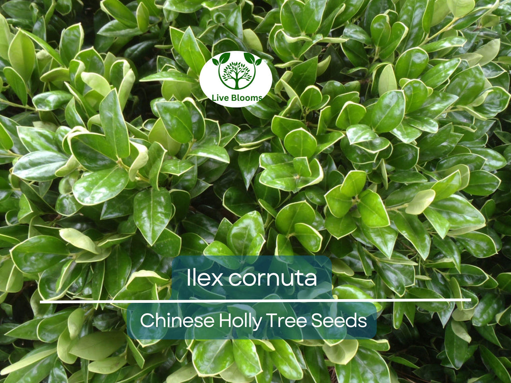 500 mg Seeds Ilex Cornuta – Chinese Holly for Planting | Evergreen Shrub for Privacy, Hedges, and Wildlife-Friendly Landscaping