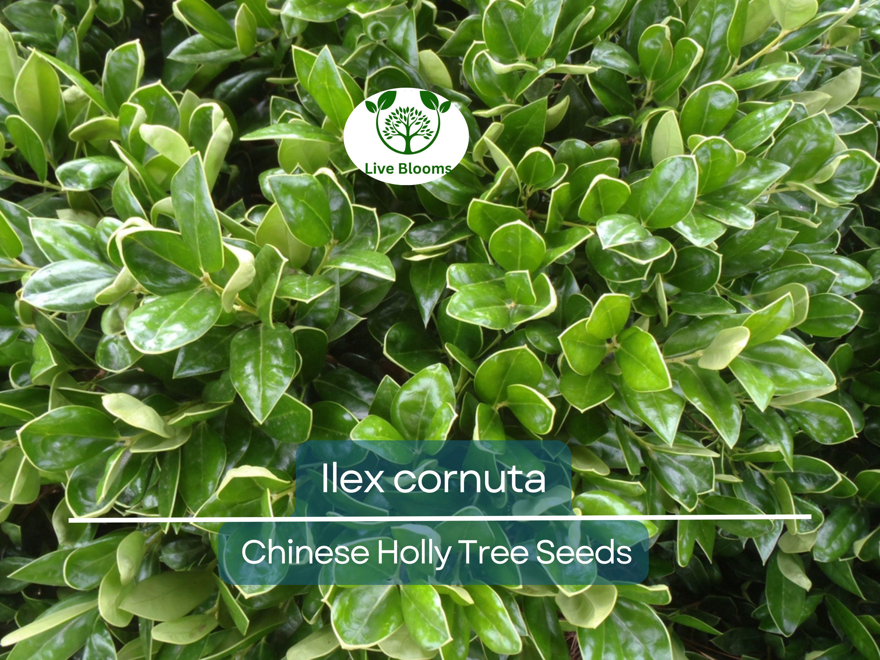 500 mg Seeds Ilex Cornuta – Chinese Holly for Planting | Evergreen Shrub for Privacy, Hedges, and Wildlife-Friendly Landscaping