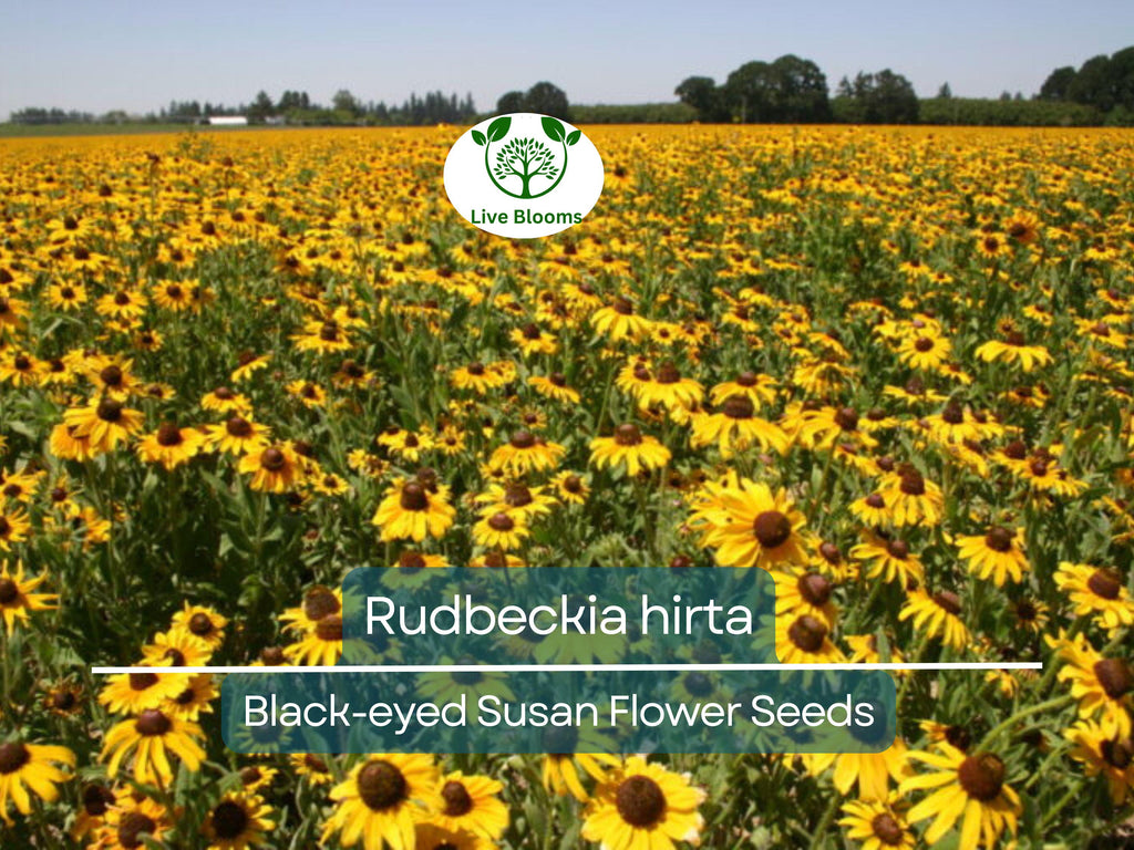 400 Seeds Black-eyed Susan (Rudbeckia hirta) - Yellow Wildflower for Planting, Garden, Landscaping, Perennial Flowers, Drought Tolerant