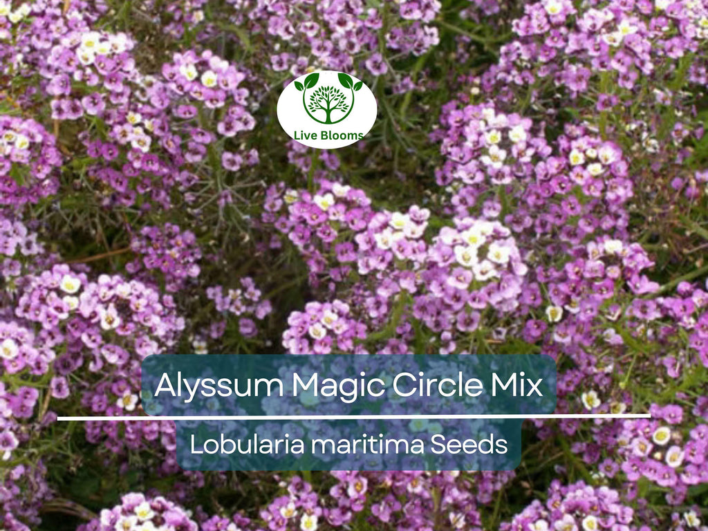 1000 Seeds Alyssum Magic Circle Mix, Trailing Groundcover, Pink, Purple, White, Non-GMO, Sweet-Smelling Flowers, Great for Borders