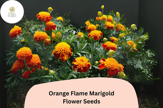 25+ Orange Flame Marigold Seeds | Tagetes patula | Fiery Bicolor French Marigold | Bright Annual Flowers for Garden Planting