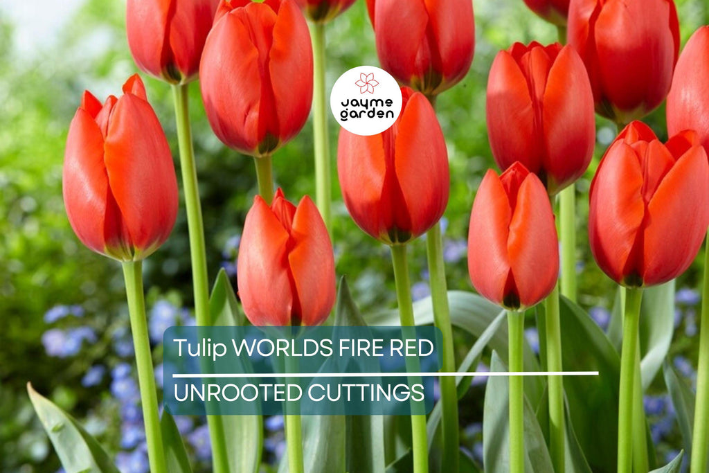 Tulip World’s Fire 55cm Tall Live Flower Bulbs | Red Darwin Hybrid Tulip | Big Spring Blooms | 5-Pack