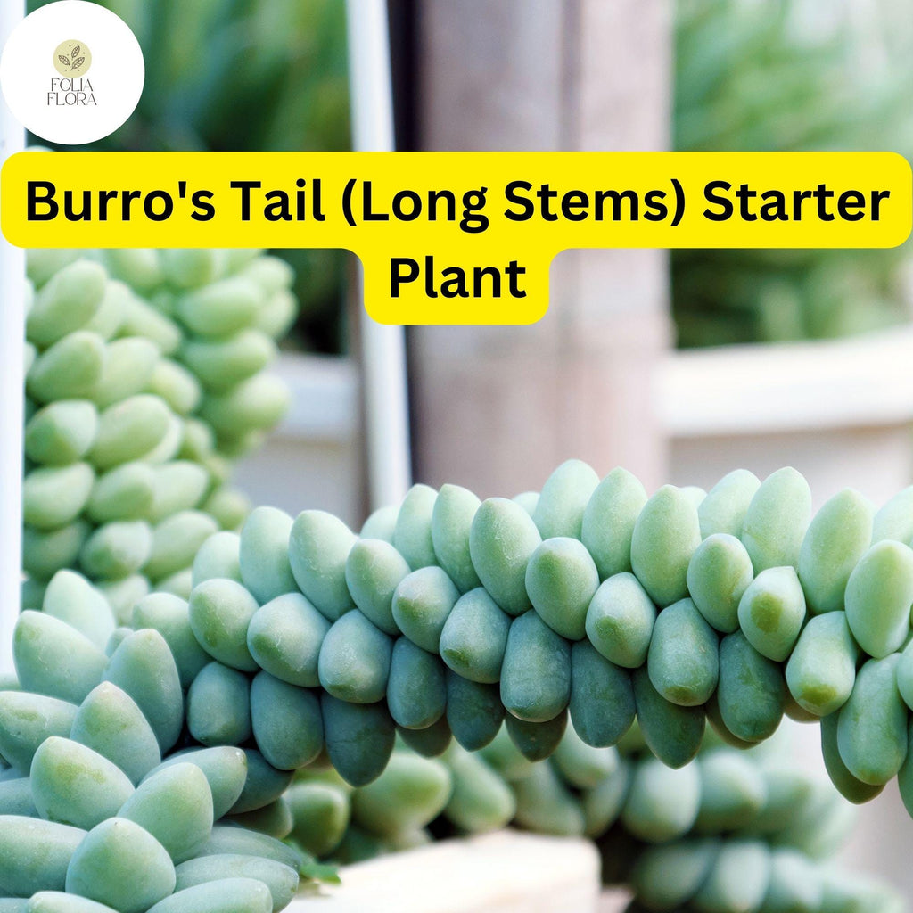 1 Burro's Tail Succulent, Sedum morganianum, Live Rooted Plant, Long Stems, 4'' Pot, Easy-Care Indoor Plant