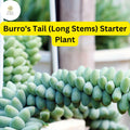 1 Burro's Tail Succulent, Sedum morganianum, Live Rooted Plant, Long Stems, 4'' Pot, Easy-Care Indoor Plant