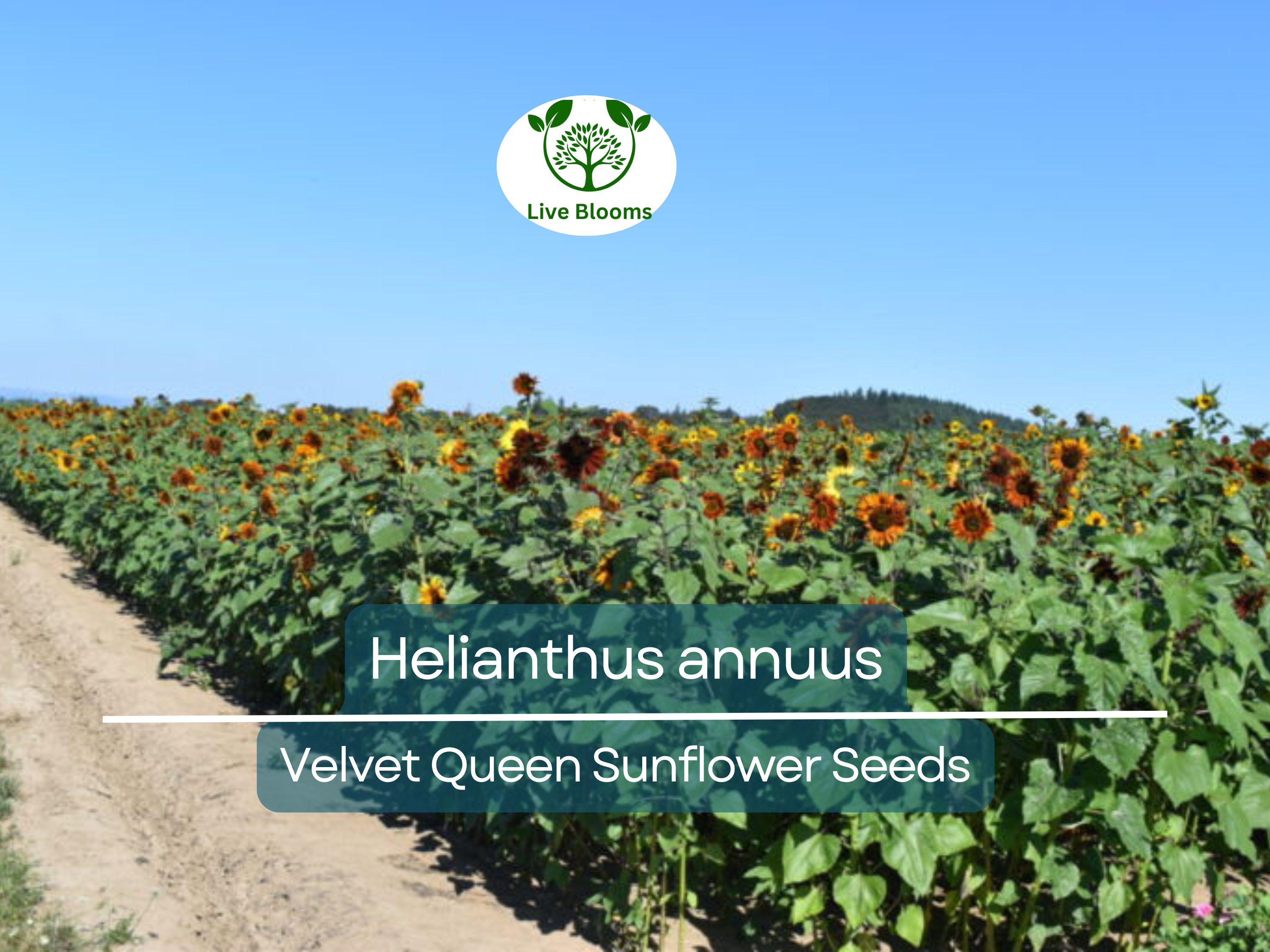 1 Gram Seeds Velvet Queen Sunflower for Planting | Vibrant Rusty-Red Blooms | Ornamental Sunflowers for Gardens, Bouquets, and Wildlife
