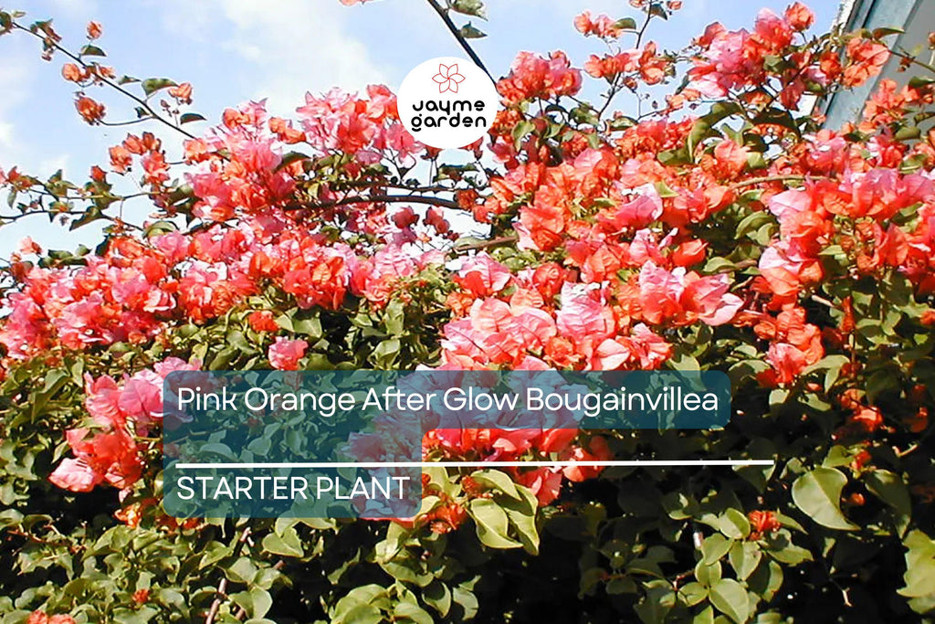 Organic Pink Orange Afterglow Bougainvillea Cuttings (12) - Rare Cerise Pink Red Blooms, Fast Growing, Drought Resistant, Root Guaranteed