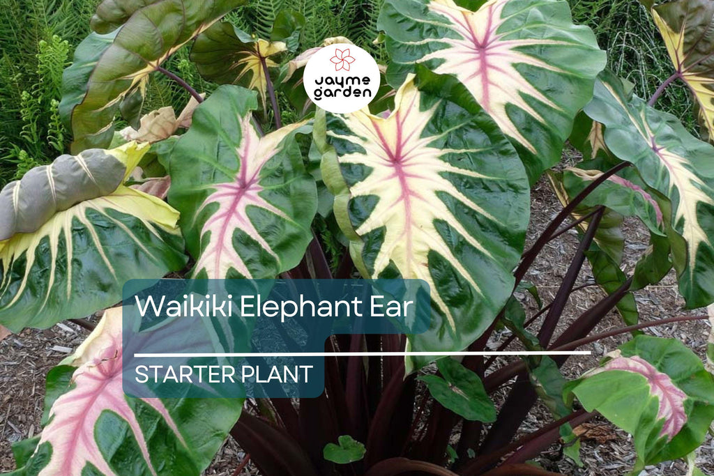 Waikiki Elephant Ear Starter Plant - Rare Colocasia Esculenta - Live, Healthy, Rooted, Shipped in Pot