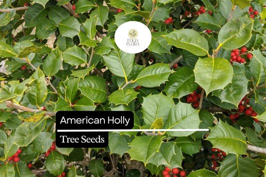 15 American Holly Seeds (Ilex opaca) | Native Evergreen Tree with Red Berries | Wildlife Habitat & Year-Round Greenery