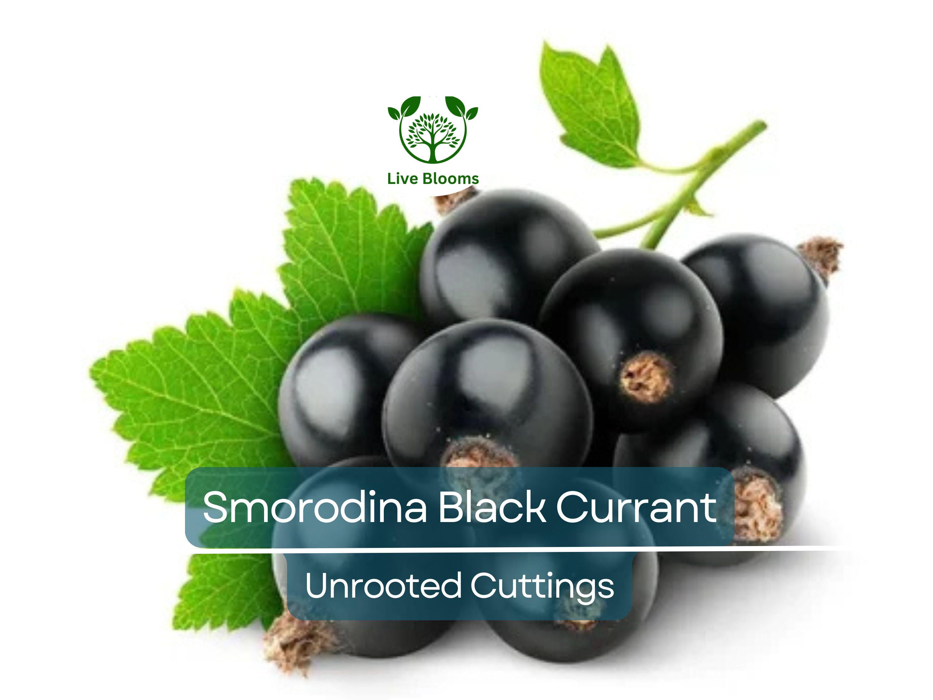 6 Black Currant (Smorodina) Unrooted Cuttings 6-9" Organic, Non-GMO, Fresh, Perfect for Rooting, Fruit Bush, Healthy & Delicious Berries
