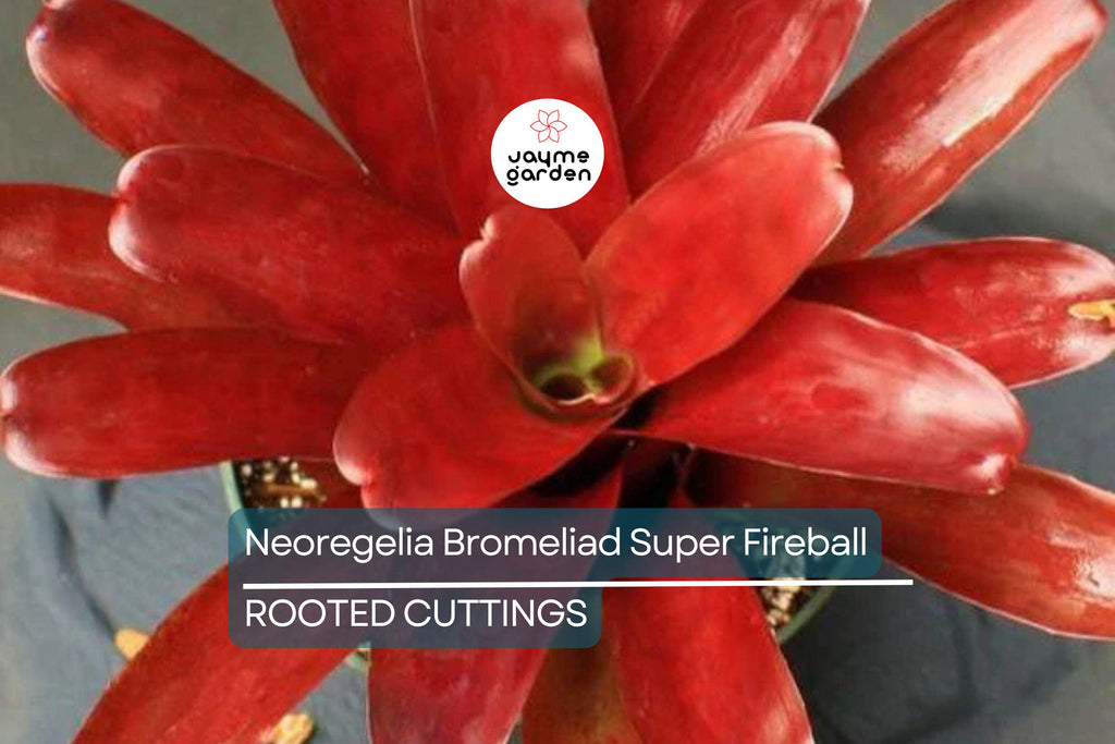 Neoregelia Bromeliad Super Fireball Cutting - 6" Red Serrate Foliage, Safe for Children
