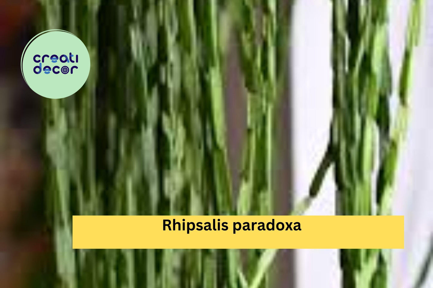 Rhipsalis paradoxa | 3 Live Plant Cuttings | Trailing Epiphytic Cactus for Hanging Baskets or Indoor Containers
