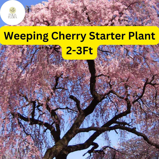 1 Weeping Cherry Tree, 2-3 Ft Tall, Live Flowering Tree, Ready to Plant, Prunus subhirtella