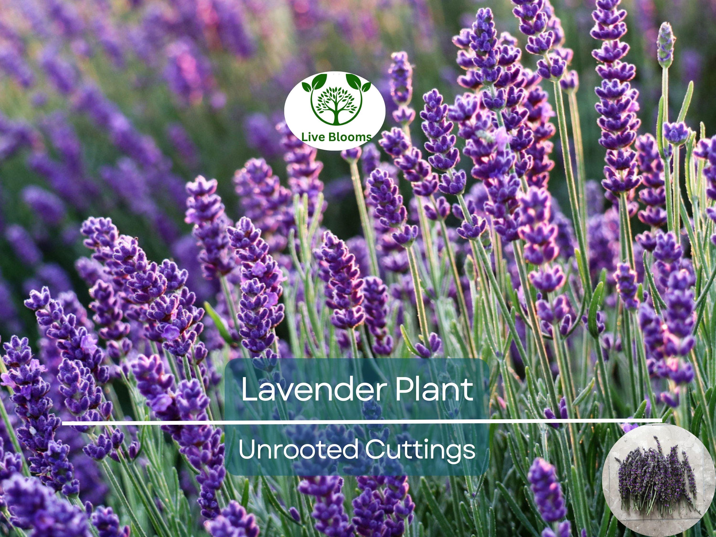 15 Organic Live California Lavender 6"  Unrooted Cuttings (Lavandula angustifolia), Fragrant Garden Plant, Ideal for Growing & Propagation