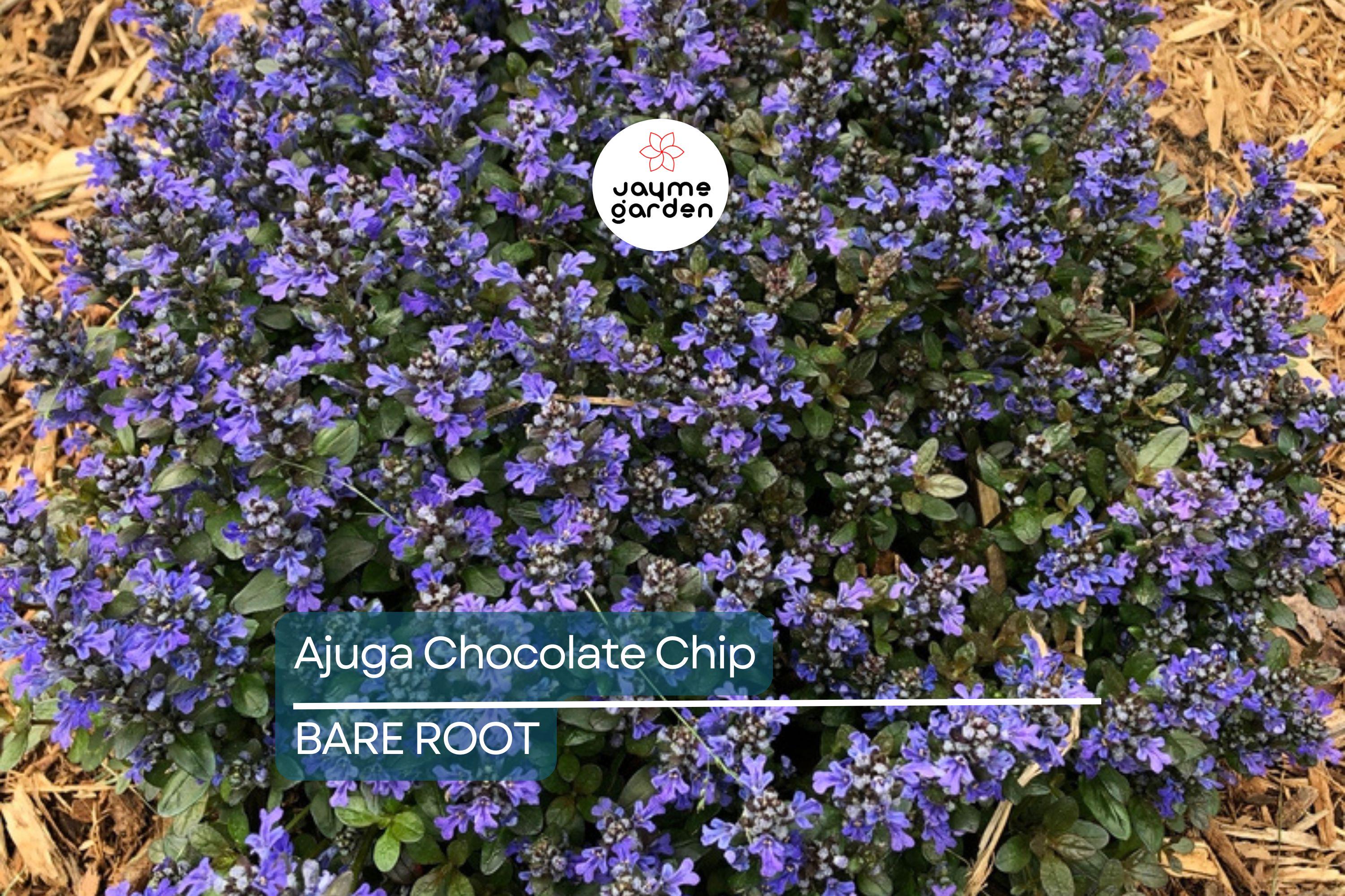 3 Live Ajuga Chocolate Chip Bugleweed Plants – Bare Root Perennial Ground Cover