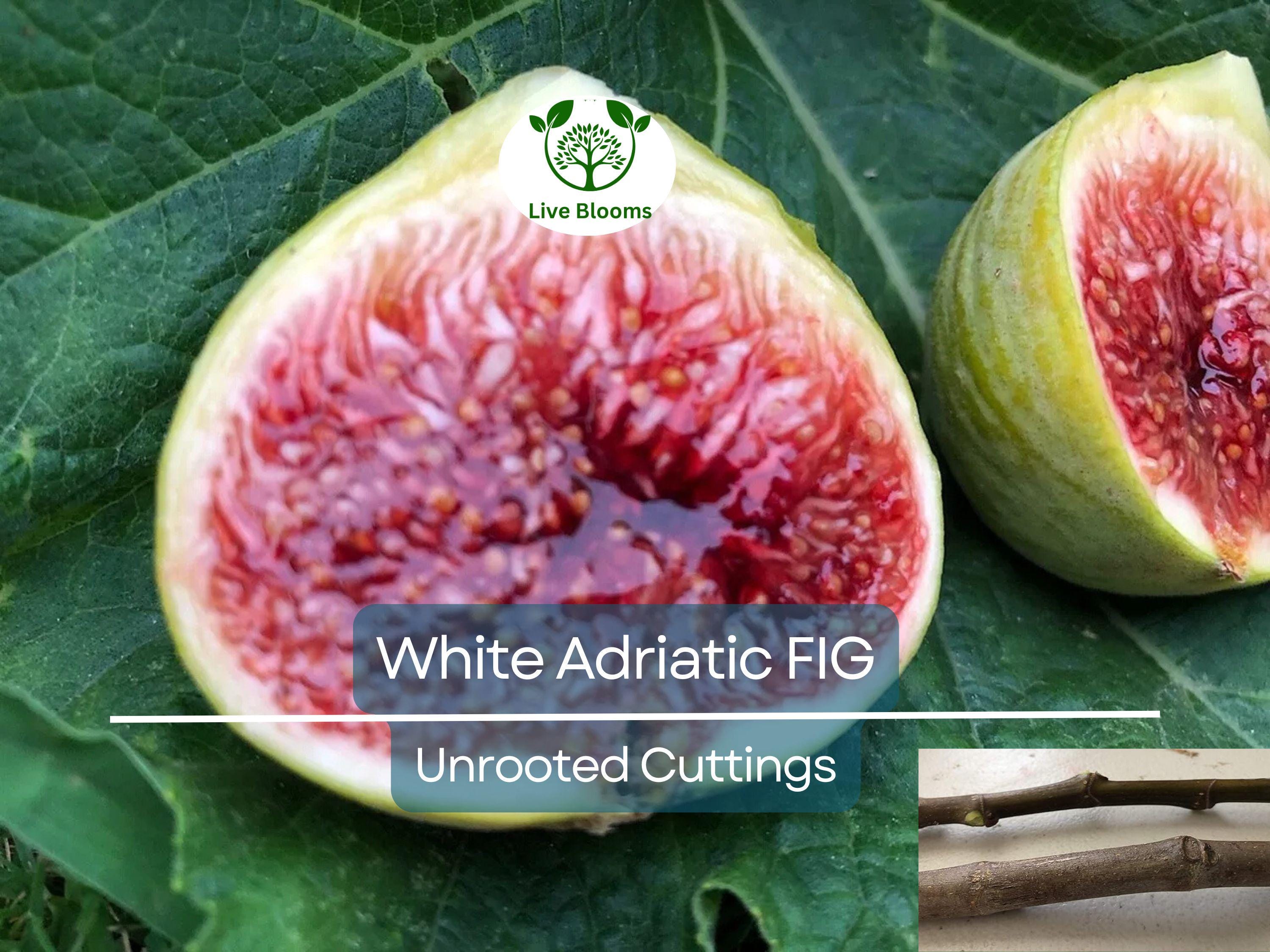 5 White Adriatic Fig Unrooted Cuttings 6-8" - Ficus carica - Sweet, Delicious Fresh Figs for Propagation & Home Gardens