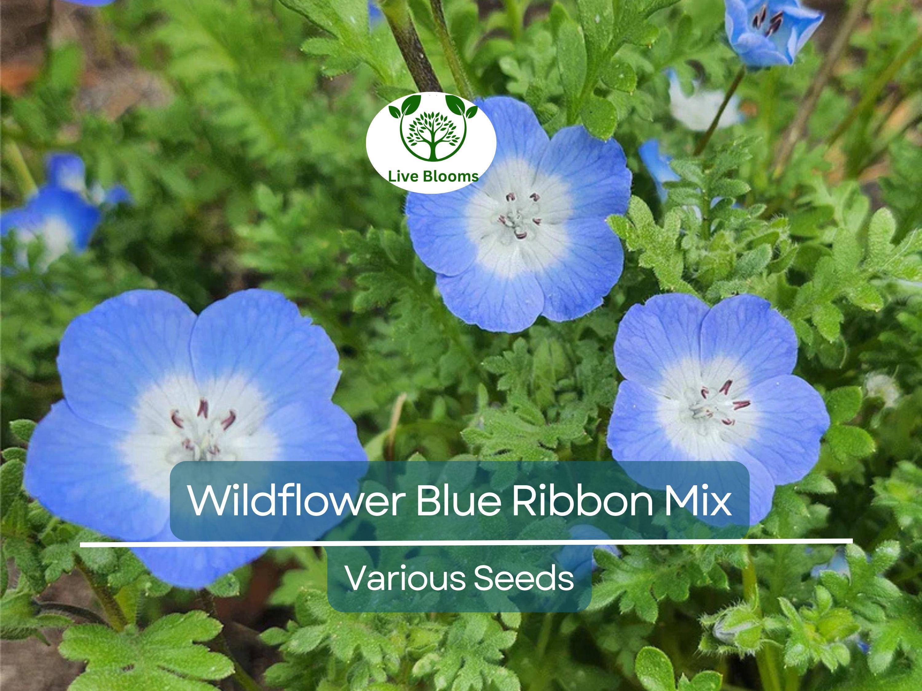 500 Wildflower Seeds - Blue Ribbon Mix | Heirloom, Non-GMO, Pollinator Blend w/ Perennials | Bee, Butterfly & Garden Friendly