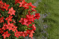 Standing Cypress – Ipomopsis rubra 100 Seeds | Native Biennial | Brilliant Red Spikes | Hummingbird Favorite