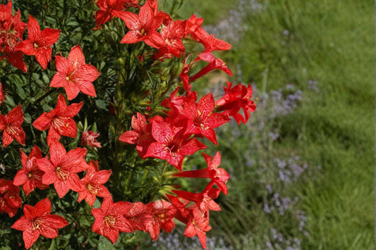 Standing Cypress – Ipomopsis rubra 100 Seeds | Native Biennial | Brilliant Red Spikes | Hummingbird Favorite