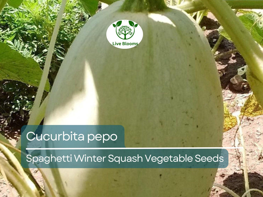 1000 mg Spaghetti Winter Squash Seeds - Cucurbita pepo | Heirloom Squash for Planting, Gardening & Healthy Pasta Alternative