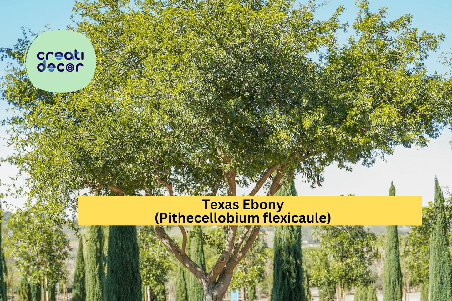 Texas Ebony Seeds (Pithecellobium flexicaule) – 10 Drought-Tolerant Tree Seeds | Bonsai or Shade Tree | Native Southwest Legume