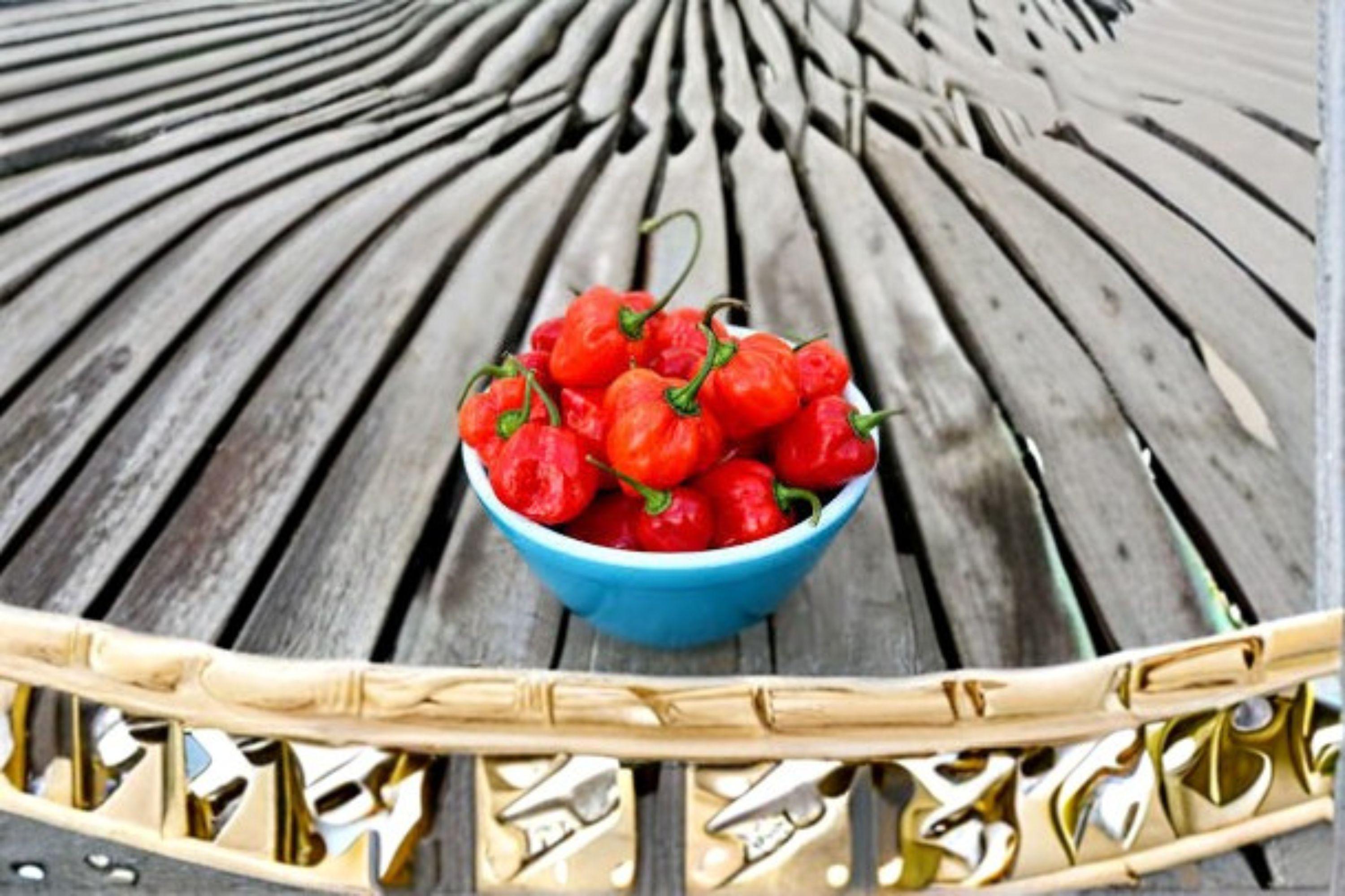 Habanero – Caribbean Red Hot Pepper 25 Seeds | Extremely Hot Pepper | Fruity Caribbean Flavor | Super Hot Chili