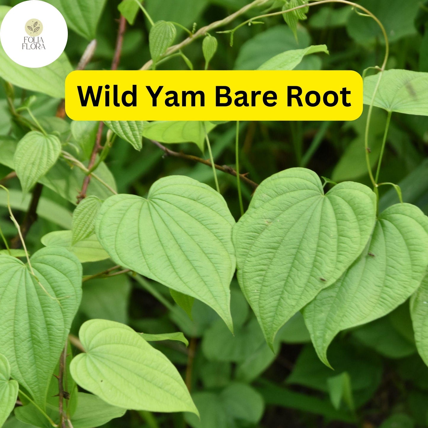 10 Bare Root Wild Yam Plants, Perennial Vine, Dioscorea villosa, Organic Wildflower Bulbs for Gardens