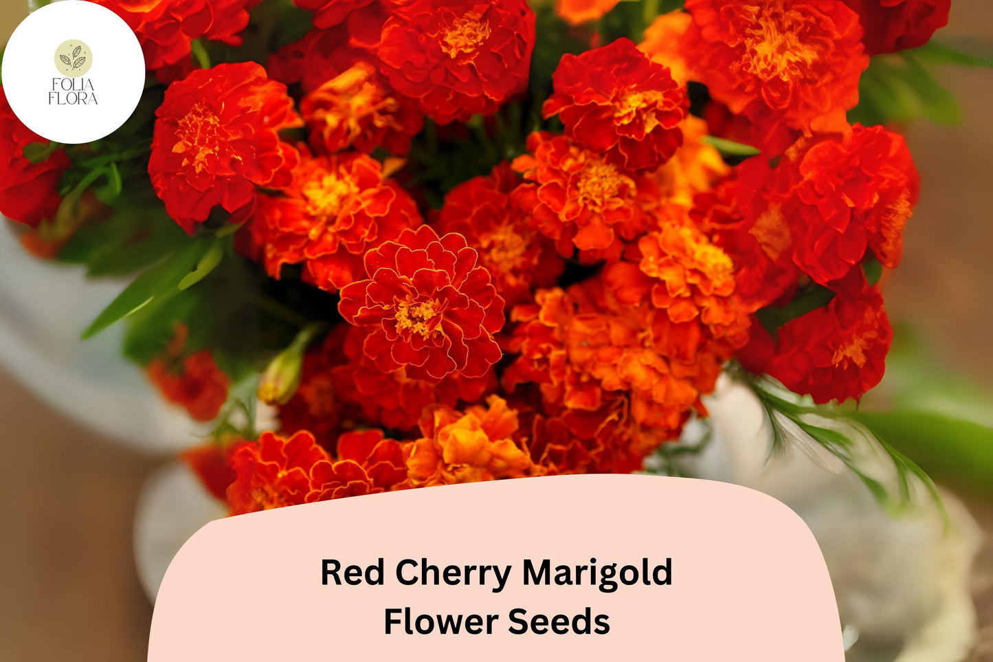 25+ Red Cherry Marigold Seeds | Tagetes patula | Bright Red French Marigold Flowers | Annual Garden Blooms | Easy to Grow Seeds