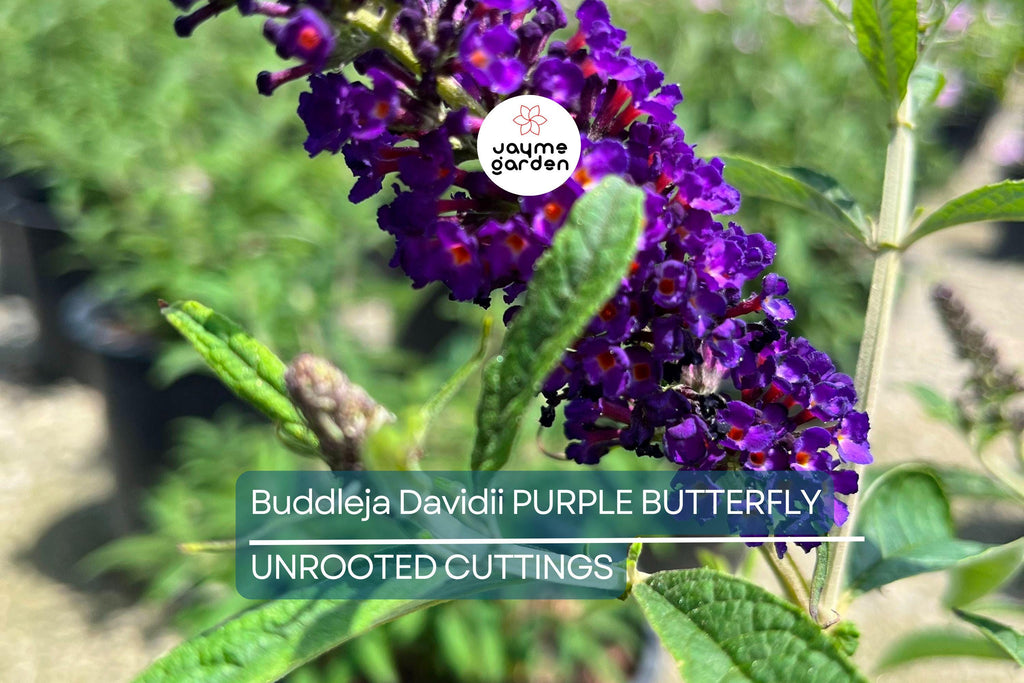 Purple Butterfly Bush Cuttings - 7 Unrooted 6" Live Plants, Fast-Growing, Flowering Shrub for Outdoor Gardens, USDA Zones 5-9