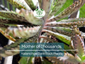 4 Mother of Thousands Plants - Kalanchoe - Alligator Plants - 2"-3" Bare Root Succulents - Live Starter Plants