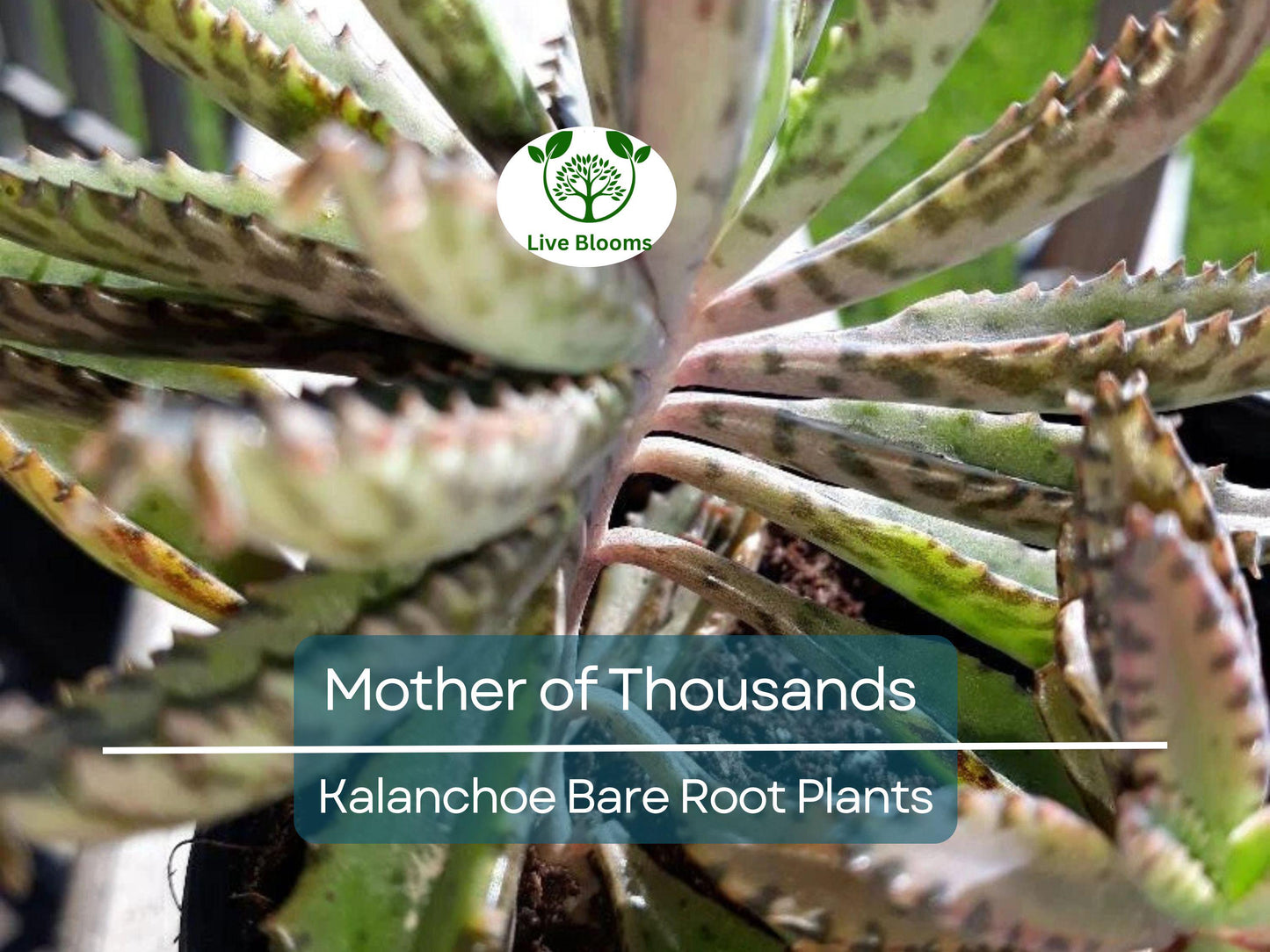 4 Mother of Thousands Plants - Kalanchoe - Alligator Plants - 2"-3" Bare Root Succulents - Live Starter Plants