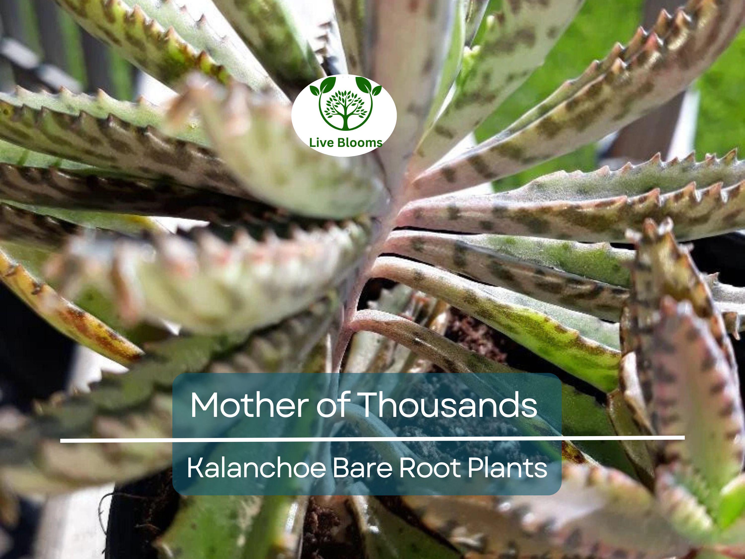 4 Mother of Thousands Plants - Kalanchoe - Alligator Plants - 2"-3" Bare Root Succulents - Live Starter Plants