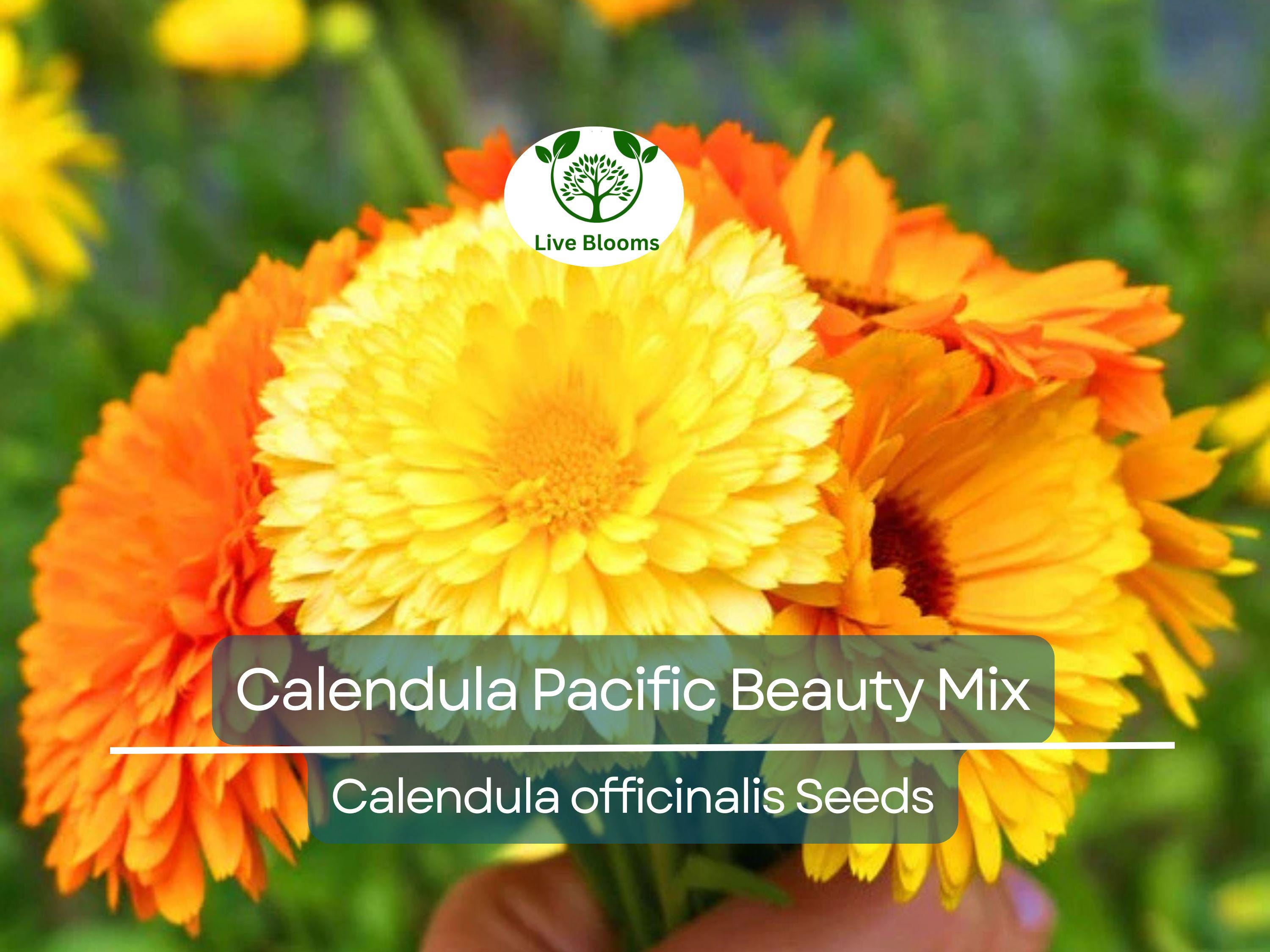 100 Seeds Calendula PACIFIC BEAUTY Mix, Pot Marigold Heirloom, Edible Flowers, Non-GMO, Vibrant Blooms for Garden, Culinary Uses