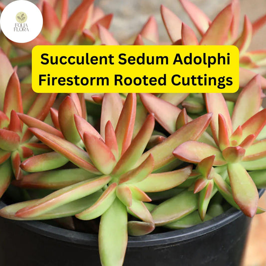 5 Rooted Live Plant Cuttings Succulent Sedum Adolphi 'Firestorm' | Vibrant Red-Orange Edges, Drought-Tolerant, Easy Care