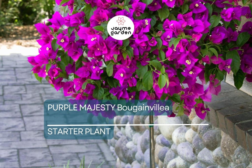 Purple Majesty Bougainvillea Starter Plant - Well Rooted Live Plug, Rare Evergreen Vine, Light Watering, Full Sun, Tropical Beauty