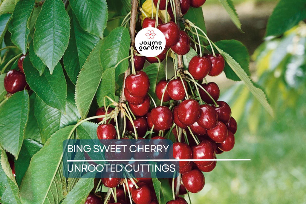 6 Bing Sweet Cherry (Prunus avium) Hardwood Scion Wood Cuttings – Organic, No Roots, Ideal for Grafting, Zones 5-8