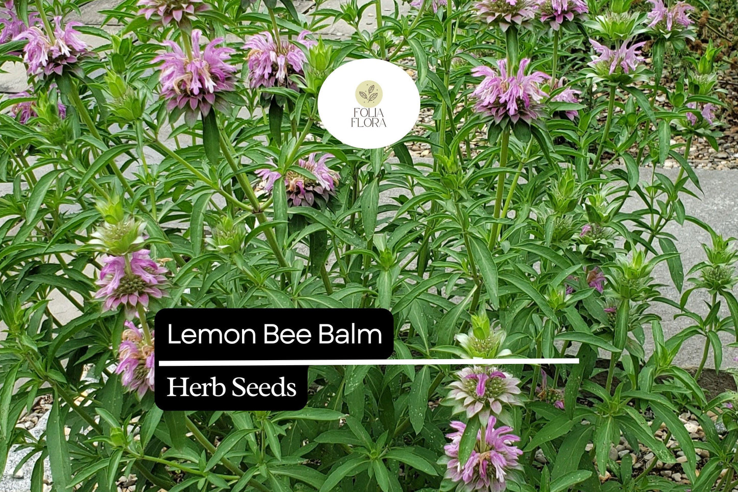 Lemon Bee Balm Seeds | 25 Seeds | Monarda Citriodora | Fragrant Pollinator Plant for Garden or Container Growing