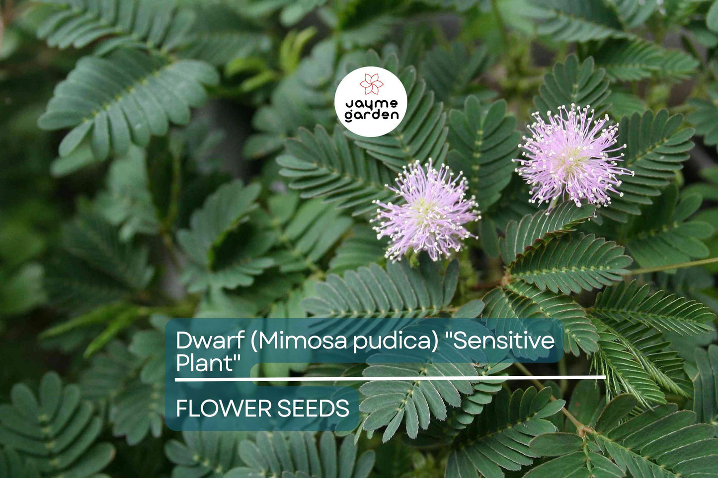 10 Seeds of Dwarf Sensitive Plant (Mimosa pudica) – Touch-Responsive Houseplant