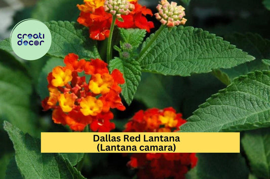 Dallas Red Lantana – Lantana camara 1 Gallon Live Plant, Fully Rooted Ornamental Shrub with Red-Orange Blooms for Butterfly Gardens
