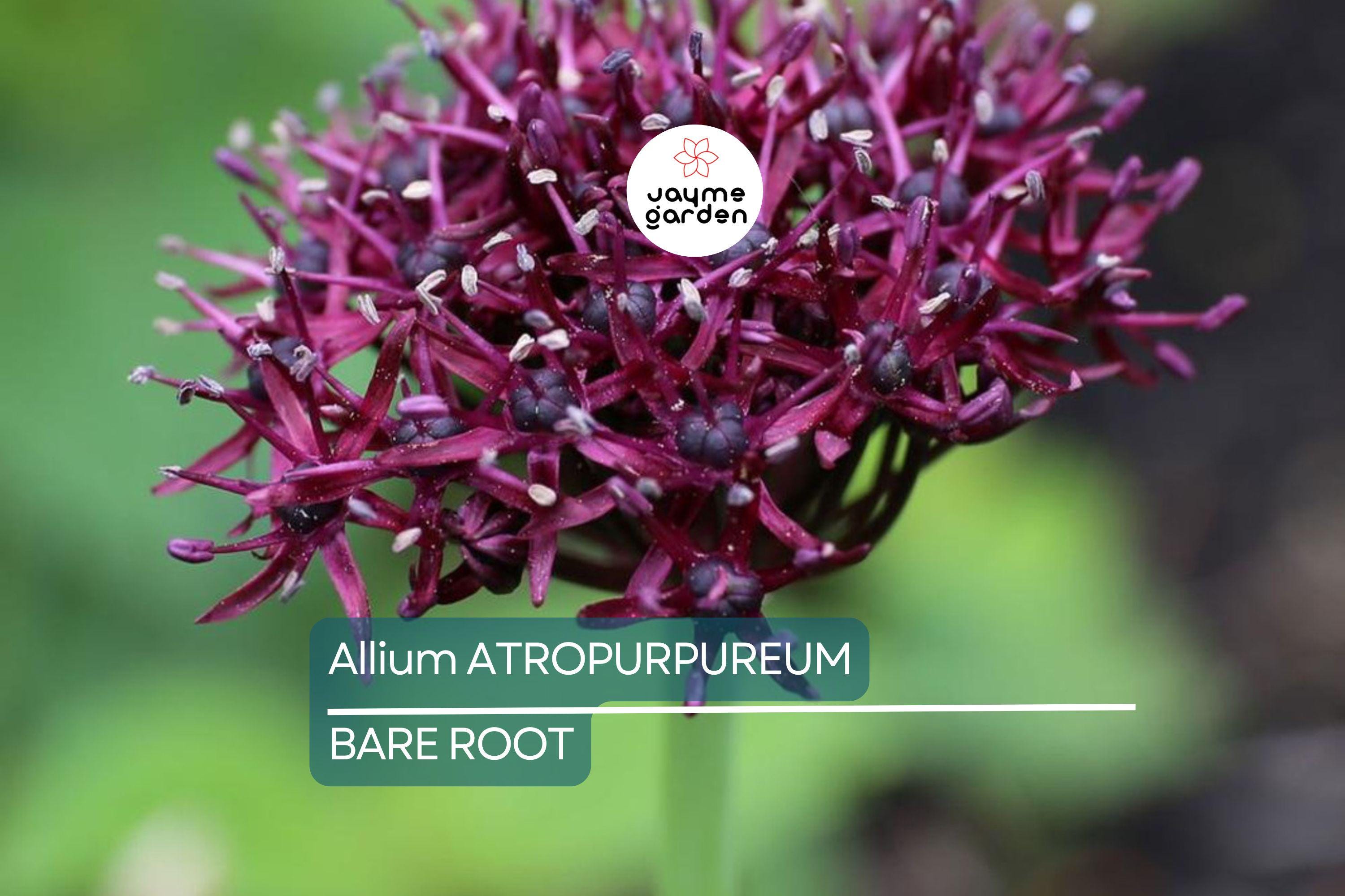 Allium Atropurpureum Bulbs - 6 Dark Purple Garlic Bulbs, Edible & Ornamental, Attracts Pollinators, USDA Zones 4-8