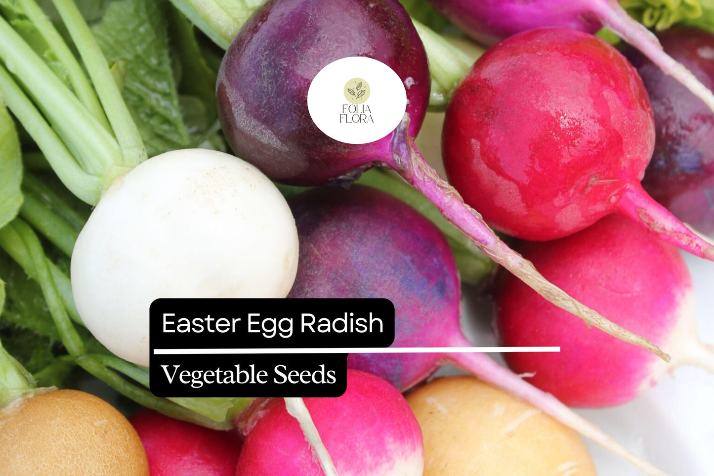 200 Seeds Easter Egg Radish (Raphanus sativus) – Colorful Blend, Crisp & Mild