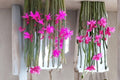 Rat Tail Cactus 4 Cuttings 3-5" (Aporocactus flagelliformis) Trailing Succulent