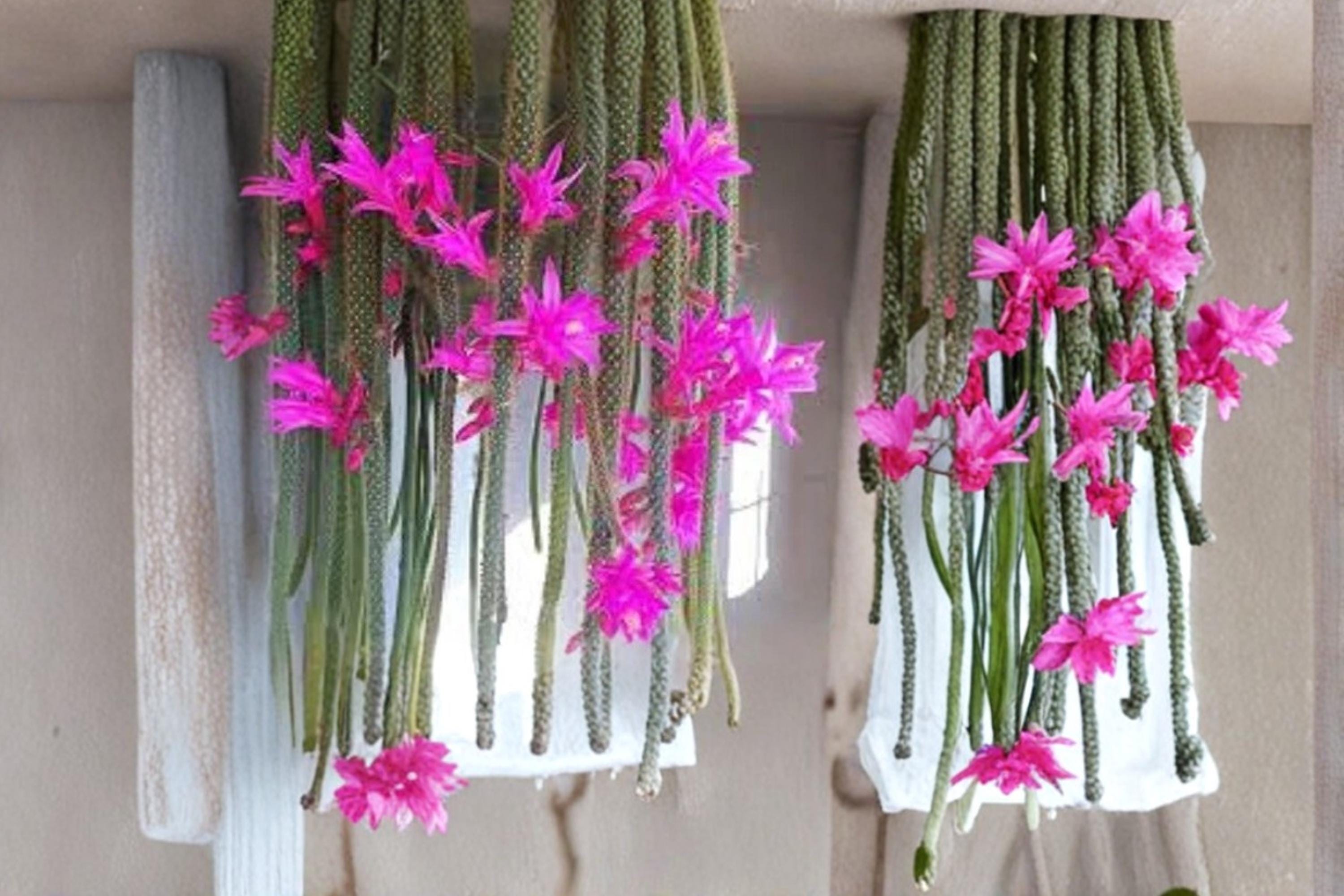 Rat Tail Cactus 4 Cuttings 3-5" (Aporocactus flagelliformis) Trailing Succulent