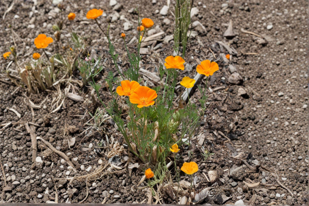 California Poppy Seeds – Eschscholzia californica, Bright Orange Wildflower, Drought Tolerant (50 Seeds)