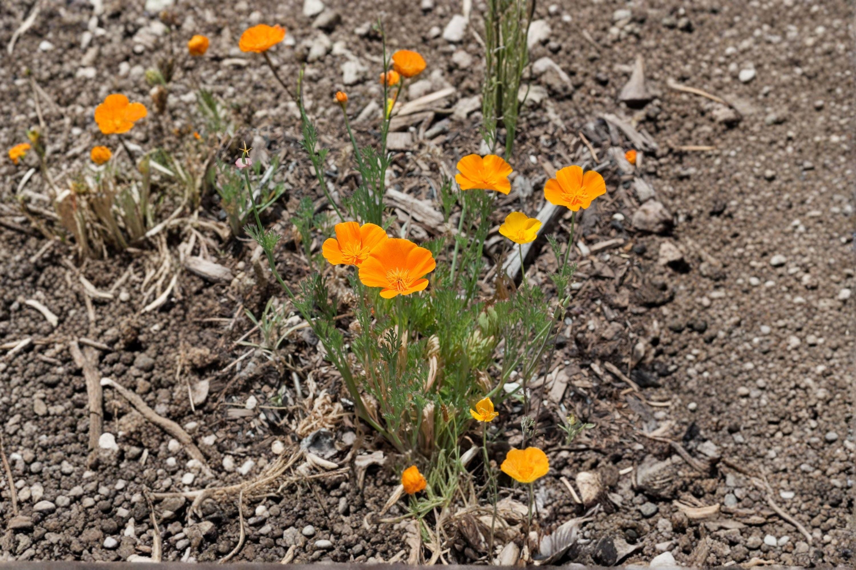 California Poppy Seeds – Eschscholzia californica, Bright Orange Wildflower, Drought Tolerant (50 Seeds)