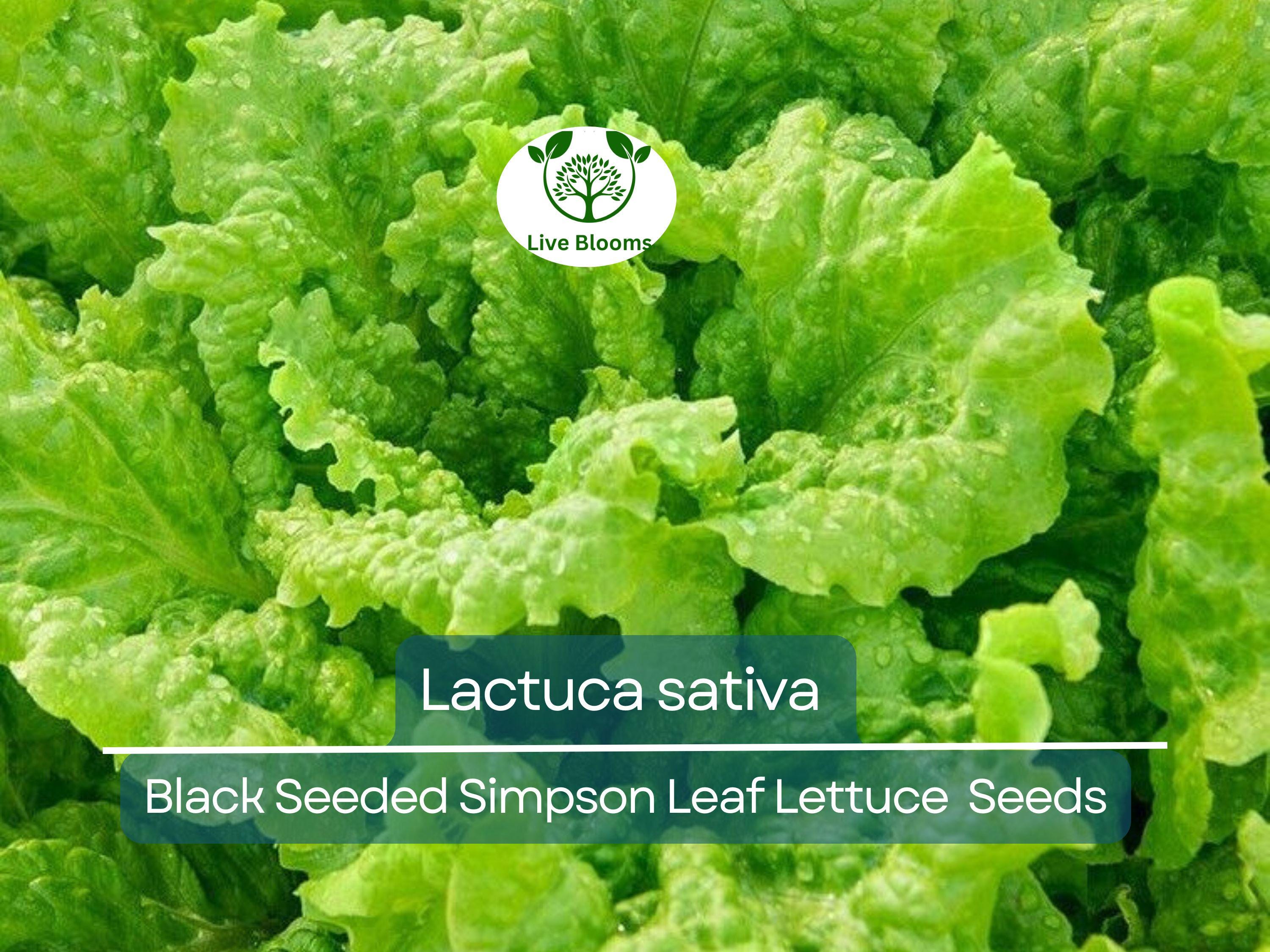 700 Seeds Black Seeded Simpson Leaf Lettuce – Lactuca sativa | Heirloom Lettuce for Planting, Gardening & Fresh, Tender Harvests