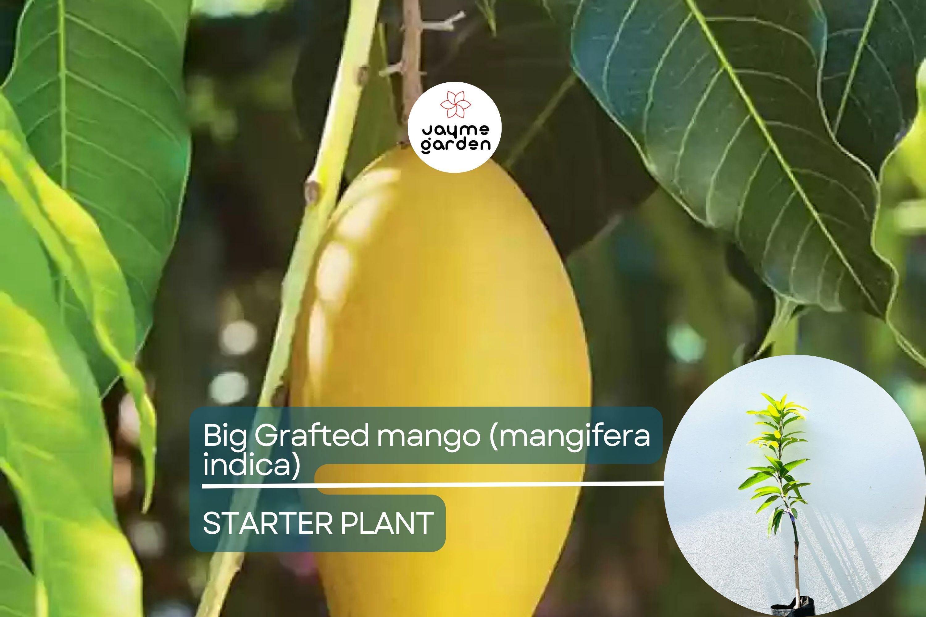 Big Grafted Colombo Kidney Mango (Mangifera indica) Live Tropical Fruit Tree 3'-4' | Sweet, Unique Mangoes | Easy to Grow Starter Plant