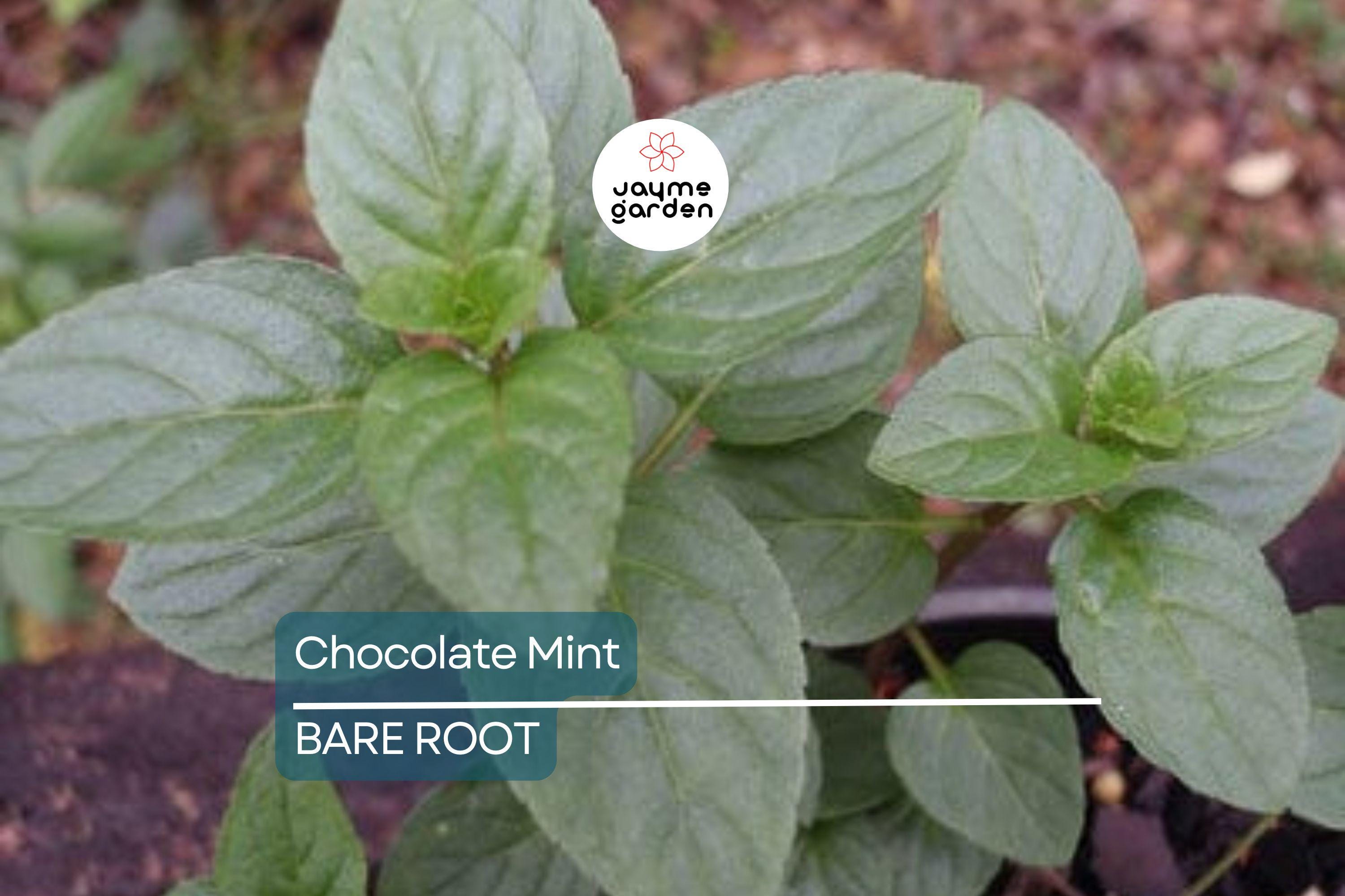 1 Chocolate Mint Live Starter Plant | Organic Homegrown Herb for Tea, Cooking, Oils & Aromatherapy | Fast Growing