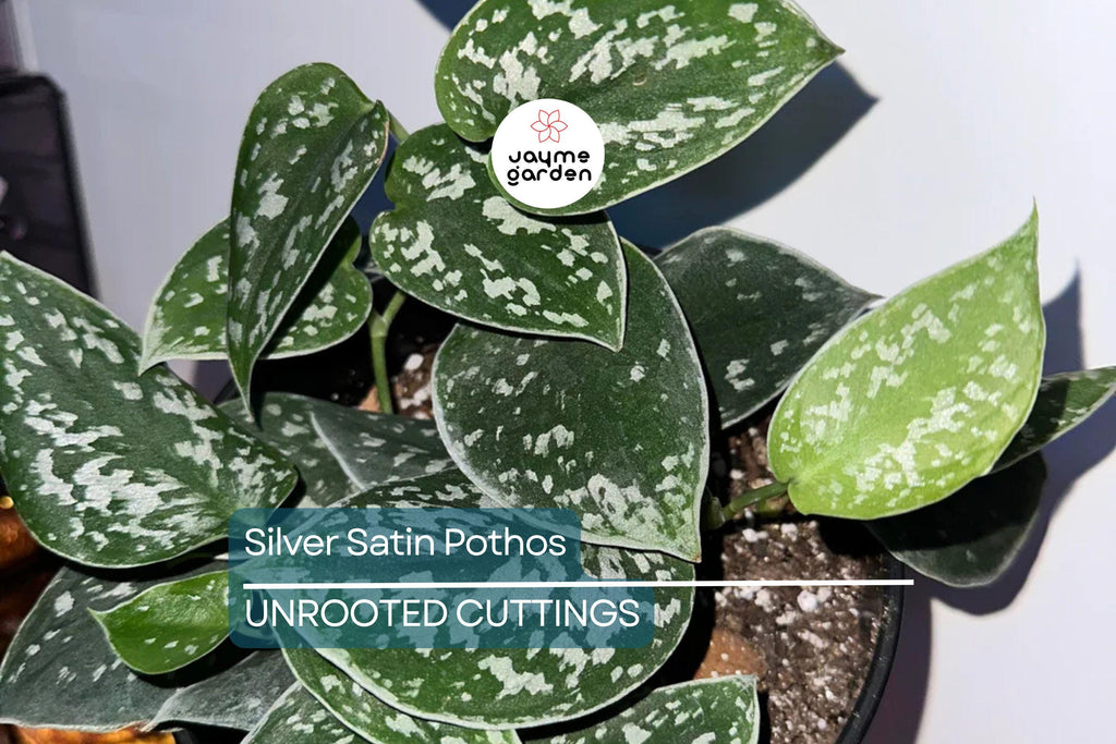 Silver Satin Pothos Cutting | Scindapsus Pictus Houseplant | 2-Node Fresh Cutting for Easy Propagation