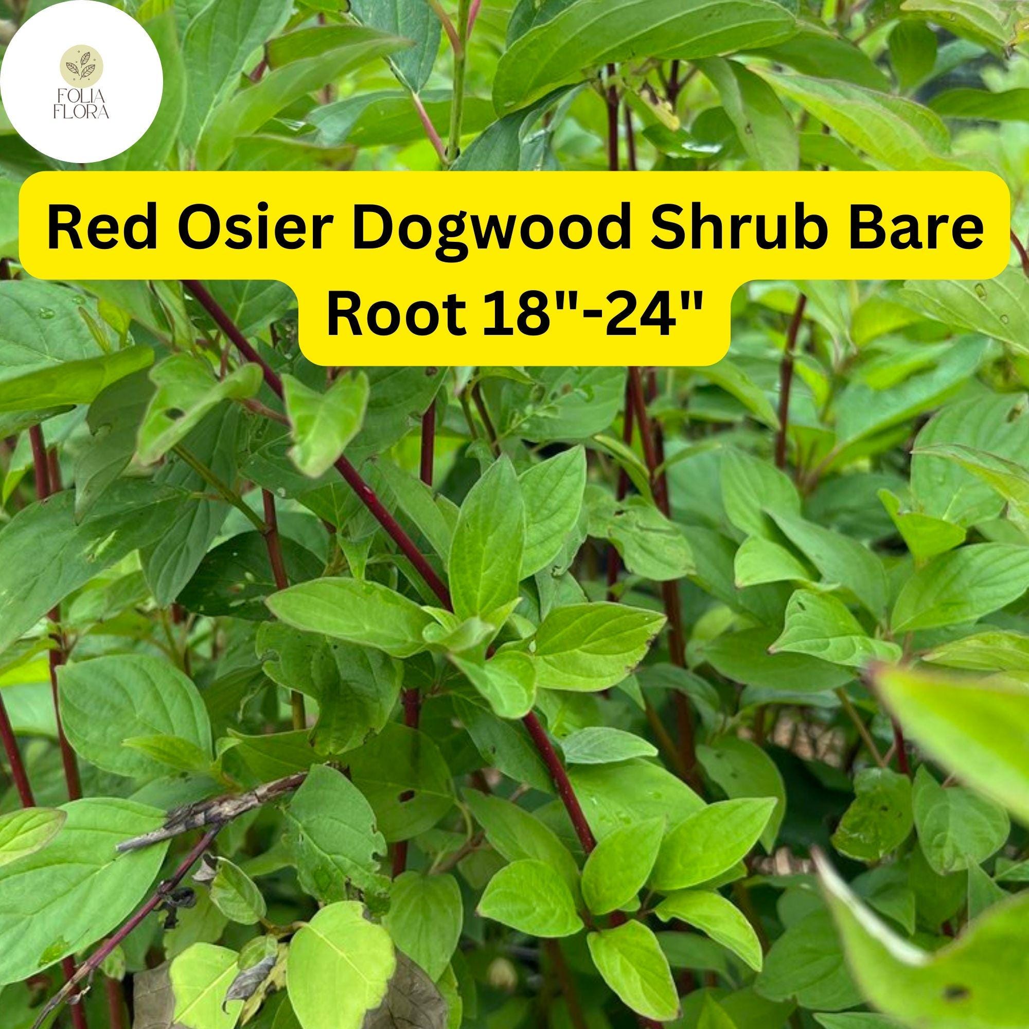 1 Cornus sericea Red Osier Dogwood Shrub - Live Bare Root Plant 18"-24" for Zones 3-8